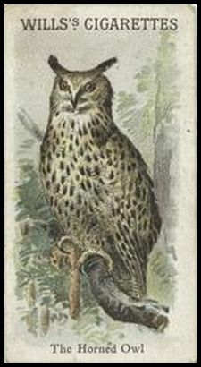 00WA Horned Owl.jpg